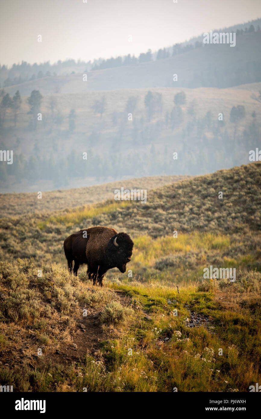Male Bison Standing Alone Stock Photo Alamy