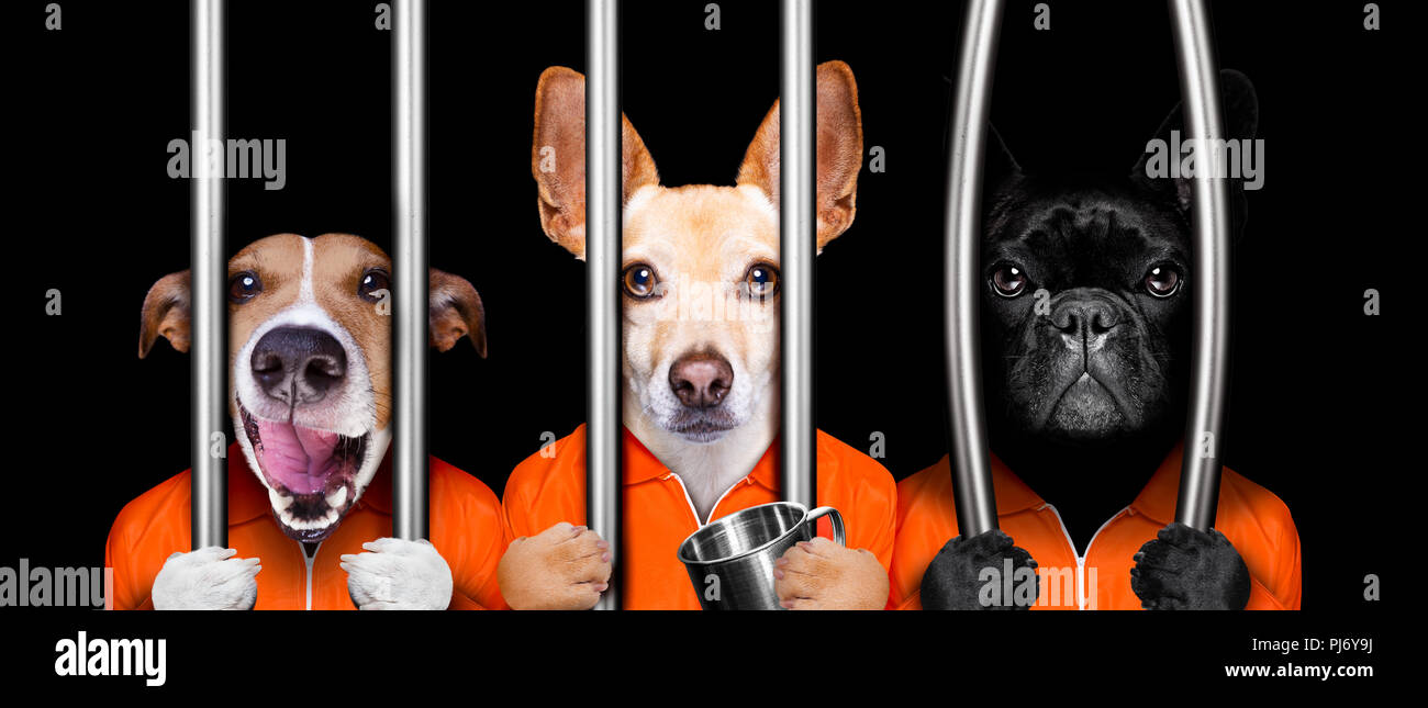 can you have a dog in jail
