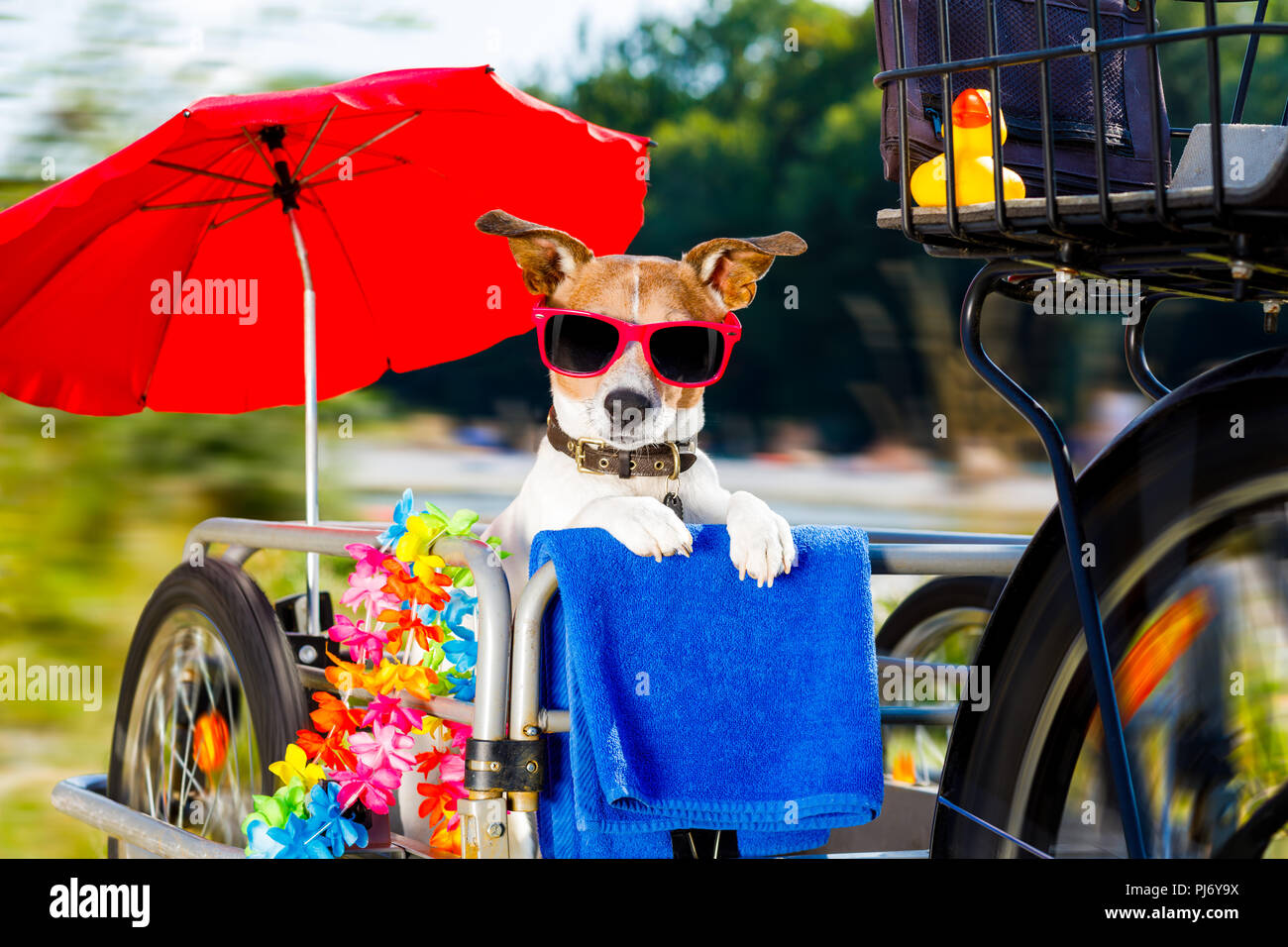 Jack Russell Umbrella Jack Russell Umbrella