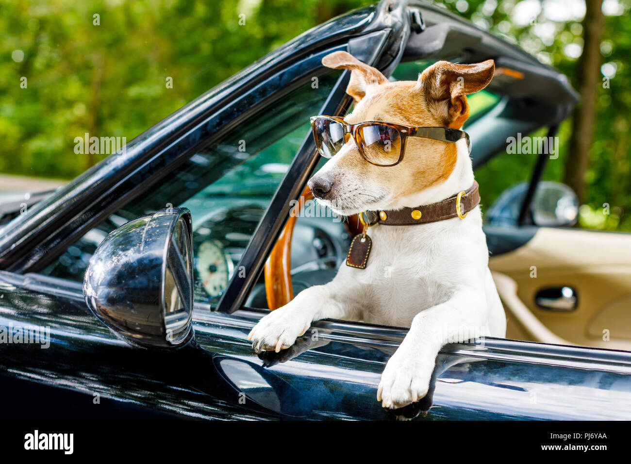 jack russell dog in a car close to the steering wheel, ready to drive fast and save , with seat belt fastened Stock Photo