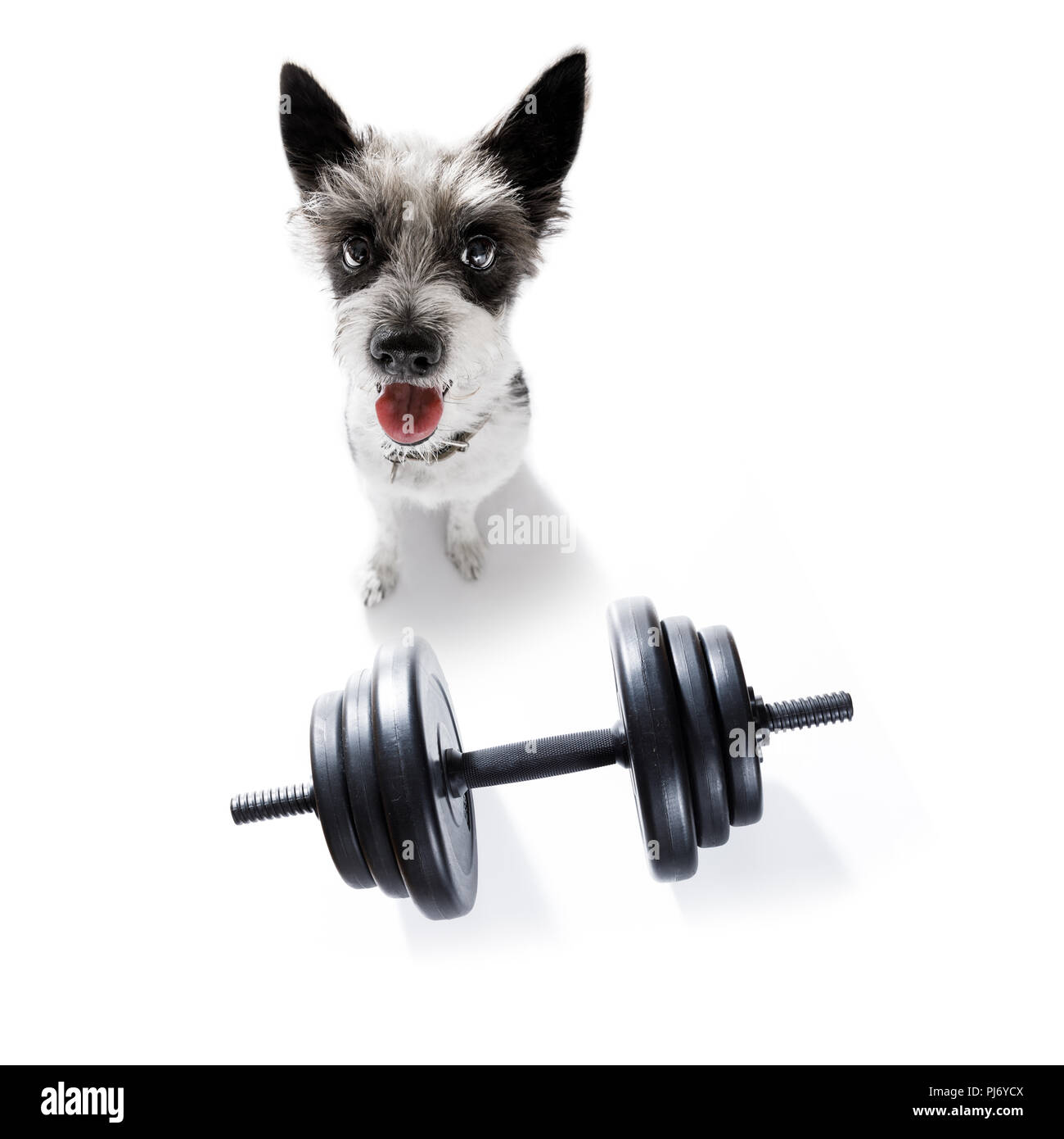 https://c8.alamy.com/comp/PJ6YCX/poodle-dog-with-guilty-conscience-for-overweight-and-to-loose-weight-on-white-background-with-a-dumbbell-PJ6YCX.jpg