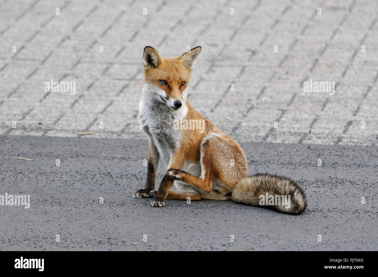 An urban fox living in Grimsby docks. Stock Photo