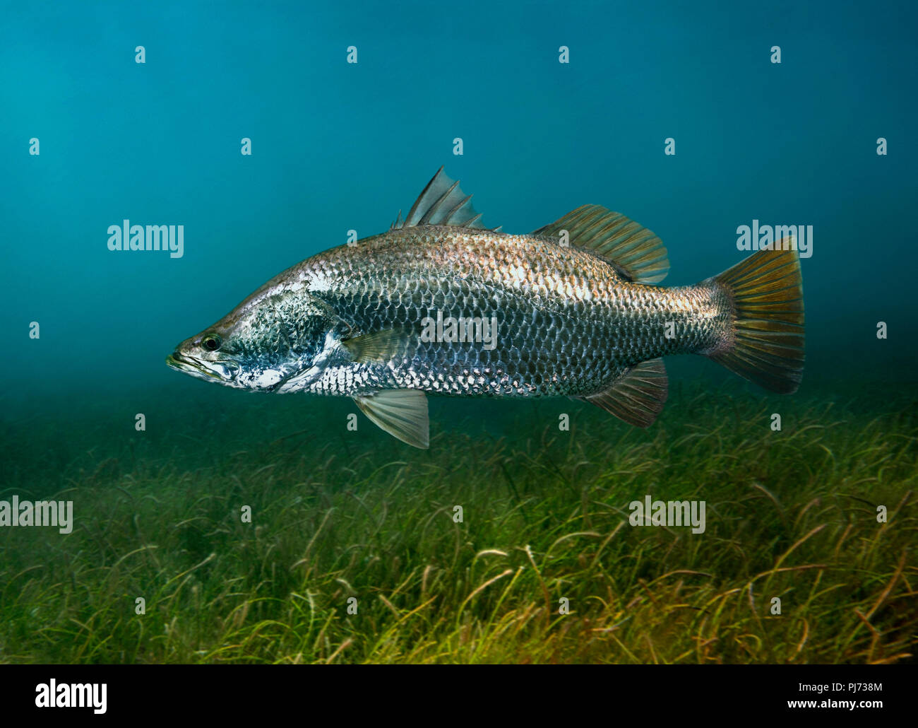 Barramundi Fish Stock Photos & Barramundi Fish Stock Images Alamy