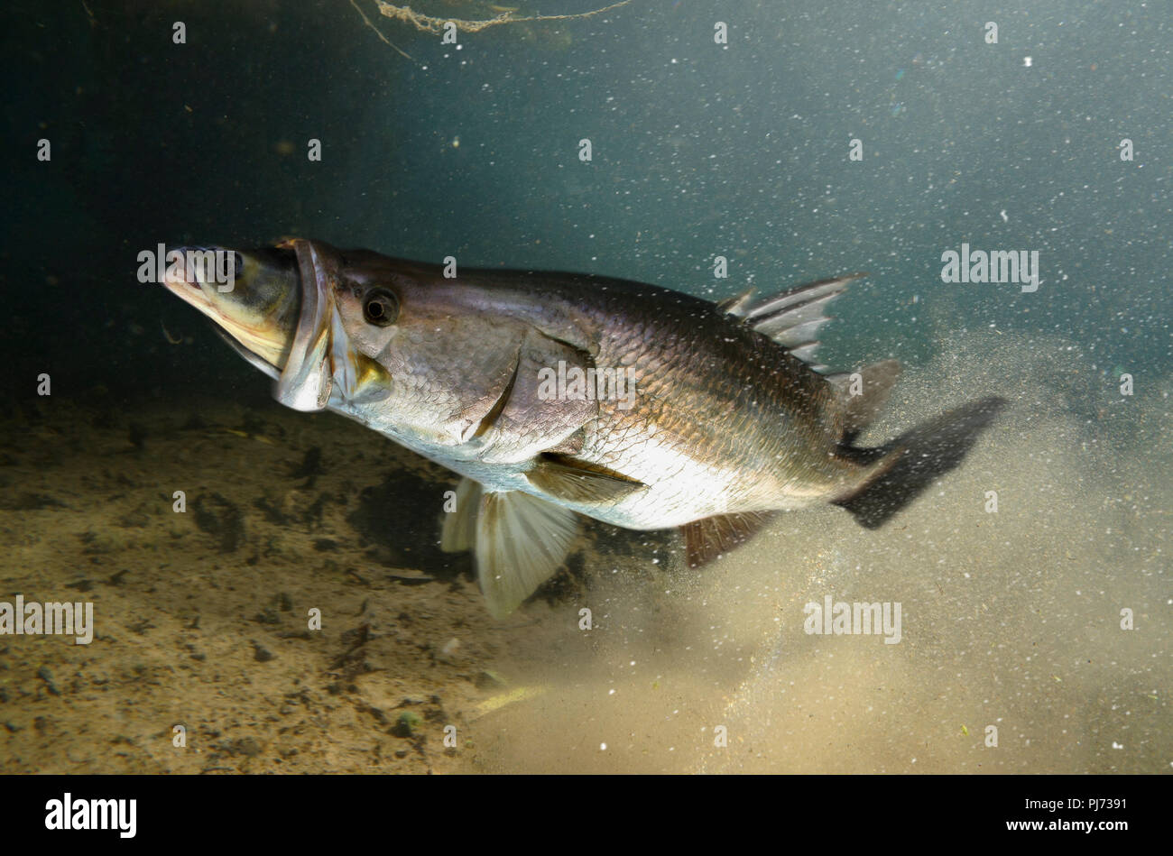 Barramundi Or Asian Sea Bass Lates Calcarifer River Form Catching A Prey It S An Icon Of Western Australia S Kimberley Region Prized By Stock Photo Alamy