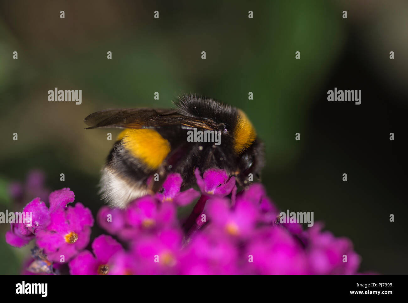 Bumblebee taking nectar from a colorful flower Stock Photo