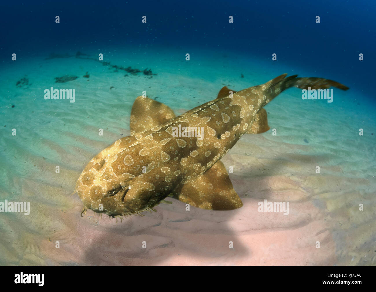 Spotted wobbegong, Orectolobus maculatus swimming over sand bottom. It's a  carpet shark probably endemic to Australia. Commonly found on coral and  Stock Photo - Alamy