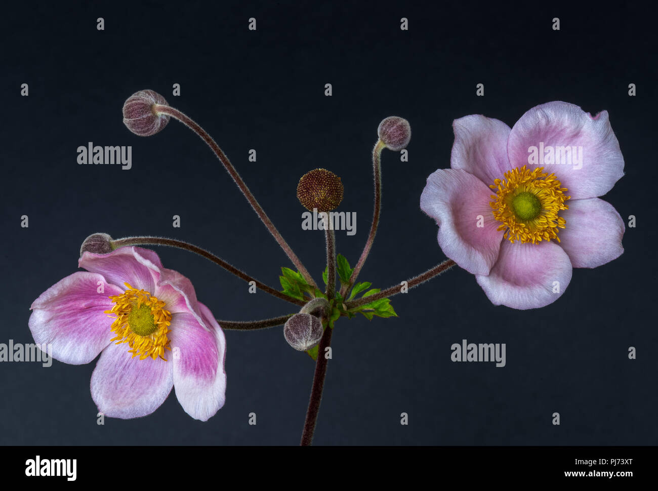 Color fine art still life floral macro flower image of a single isolated pink white autumn anemone with two blossoms,five buds,blue paper background Stock Photo