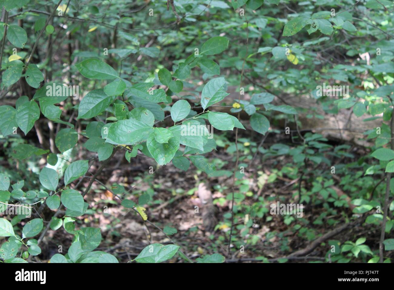 Close up green plants trees hi-res stock photography and images - Alamy