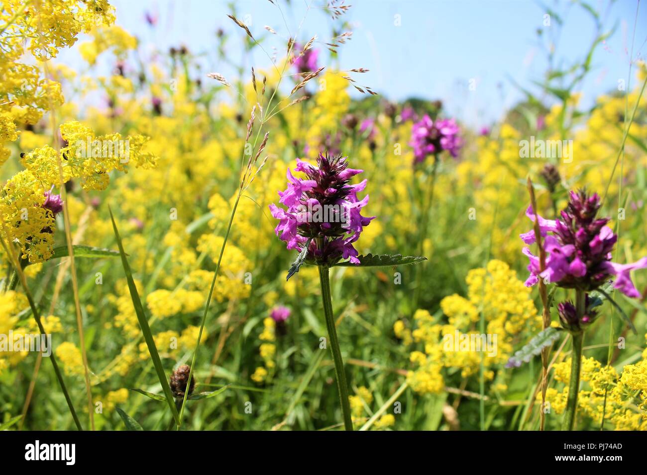 An english wildflower meadow with purple and yellow flowers Stock Photo
