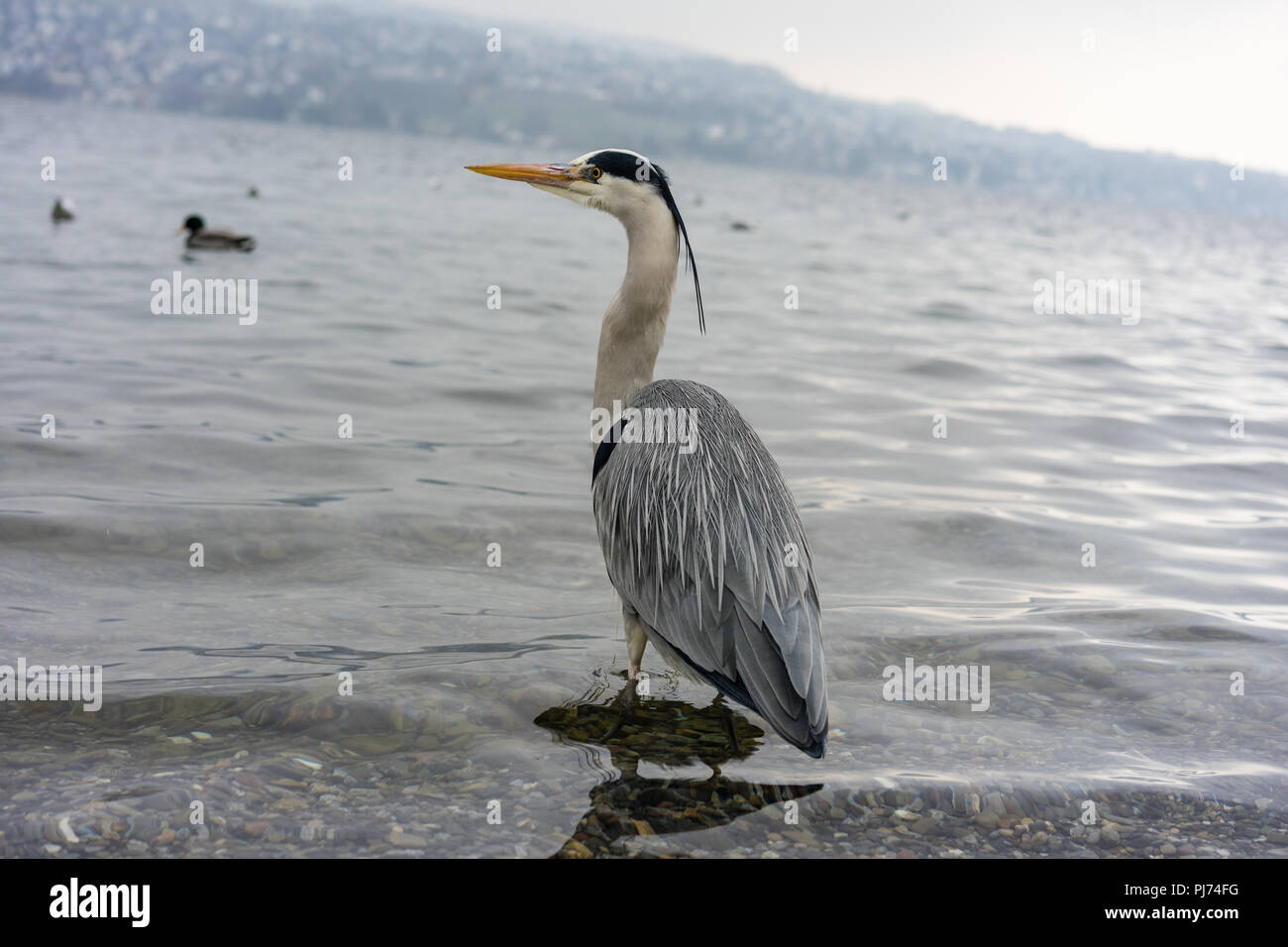 wild animal bird standing in water Stock Photo Alamy