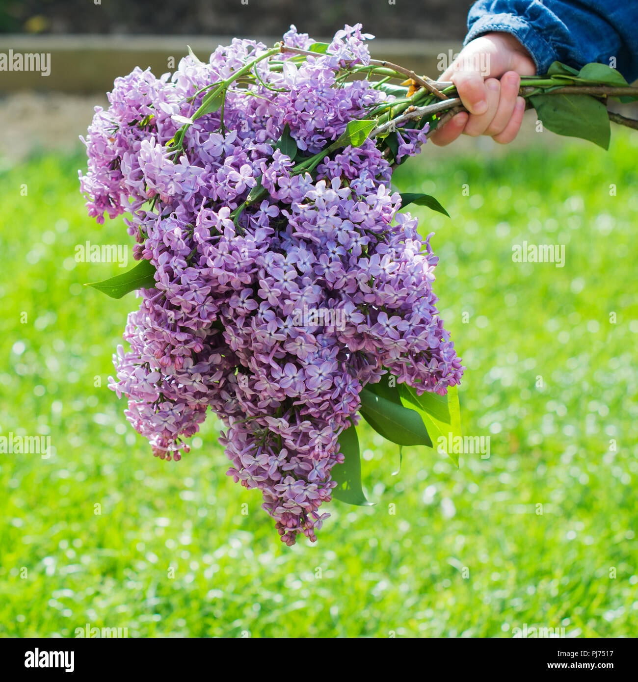 Bouquet of lilac flowers in little girl's hand, green grass background ...