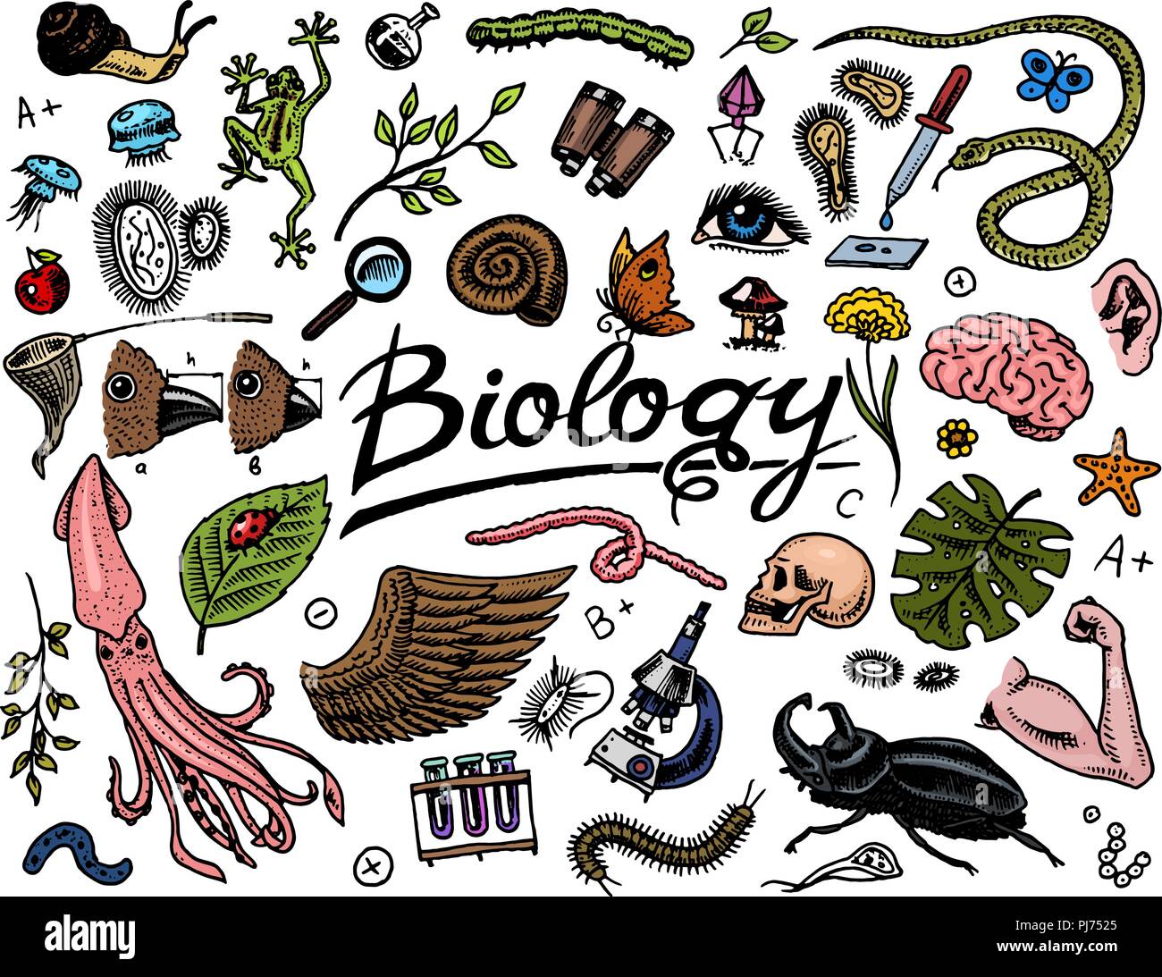 Microbiology Creative Illustrations Of Organisms Biol vrogue co Microbiology Creative Illustrations Of Organisms Biol vrogue co
