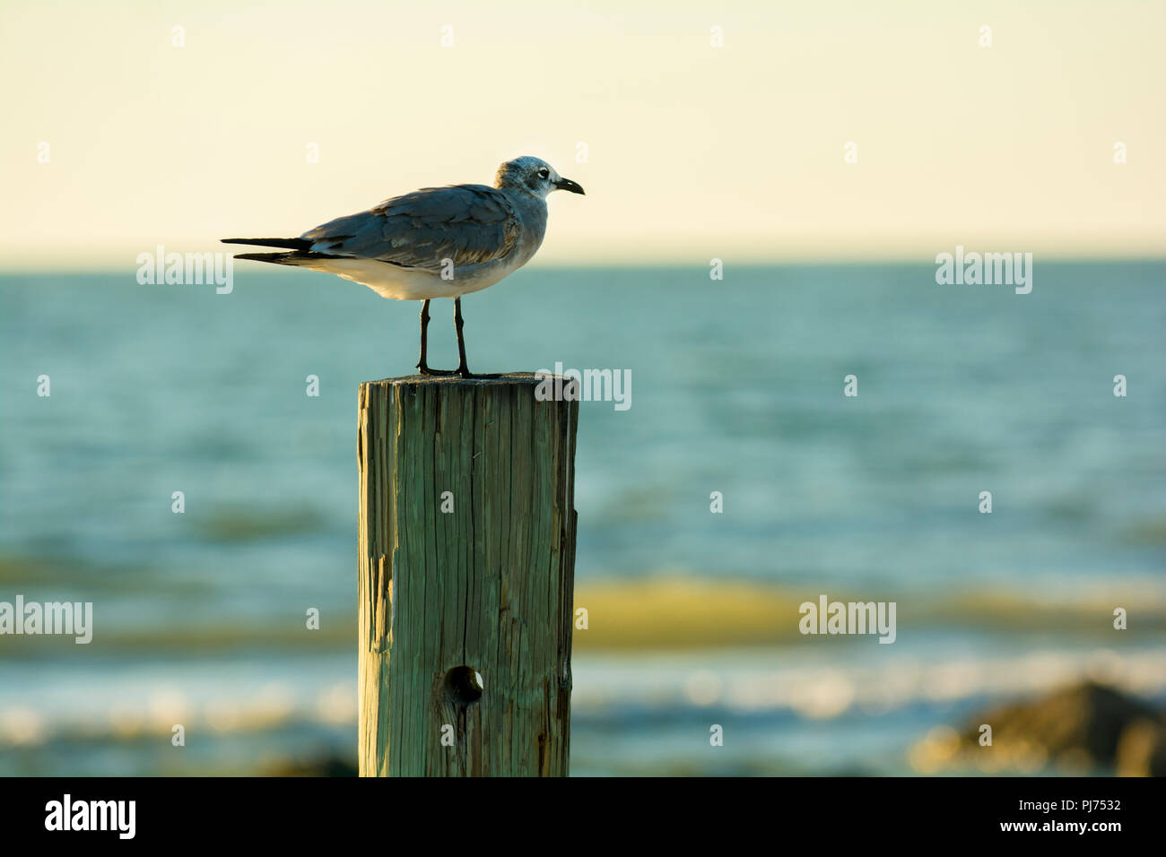 seagull on beach with ocean Stock Photo