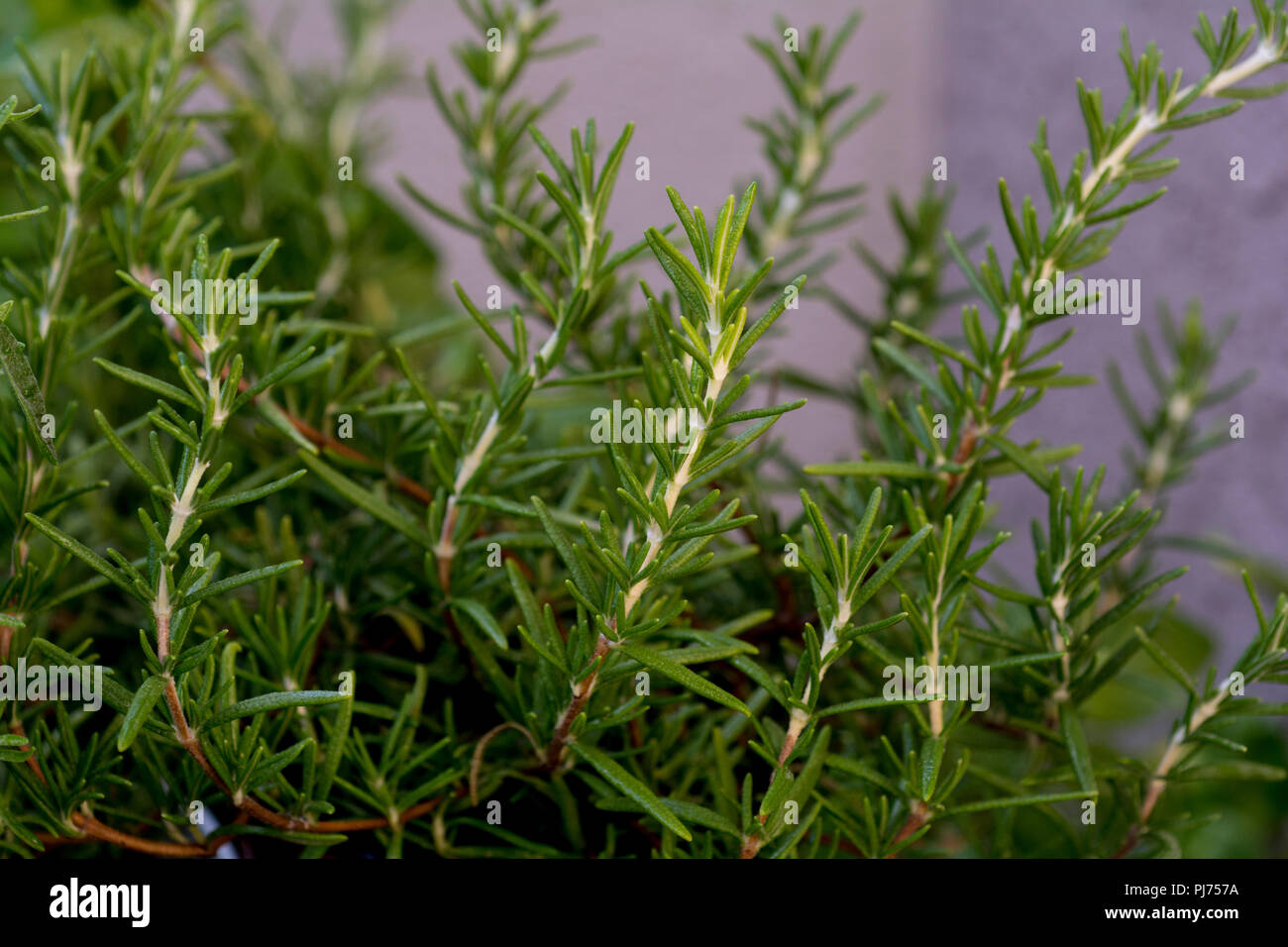 herbs for cook Stock Photo