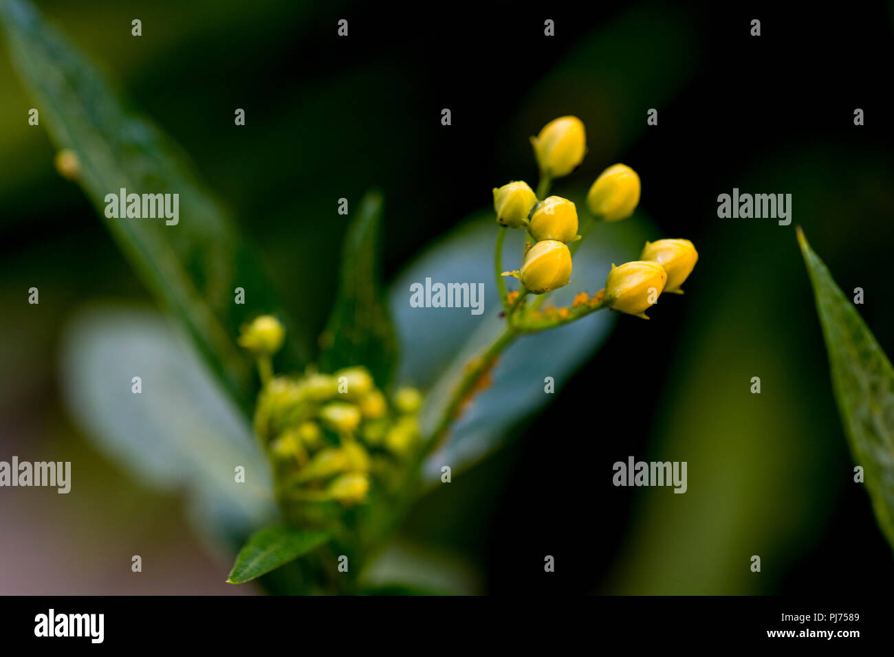 un bloomed flower buds Stock Photo