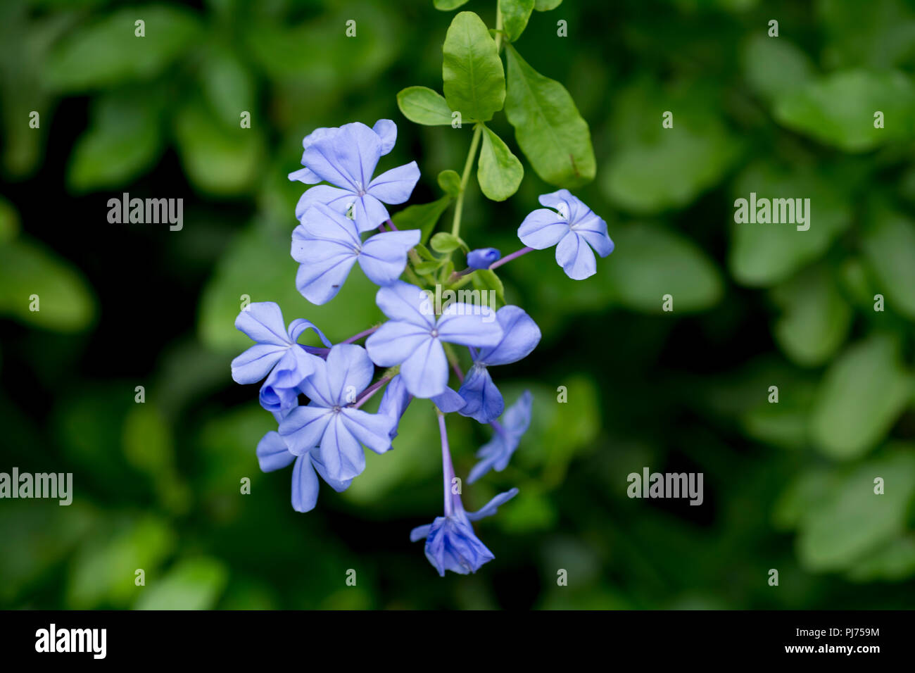 flowering blue plant Stock Photo