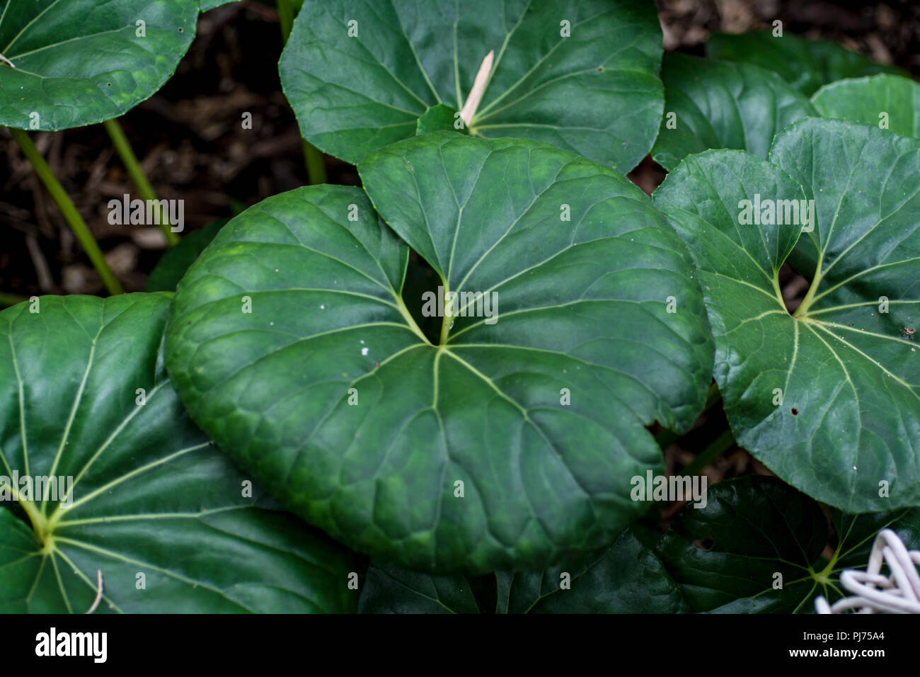 unknown green leaf plants Stock Photo