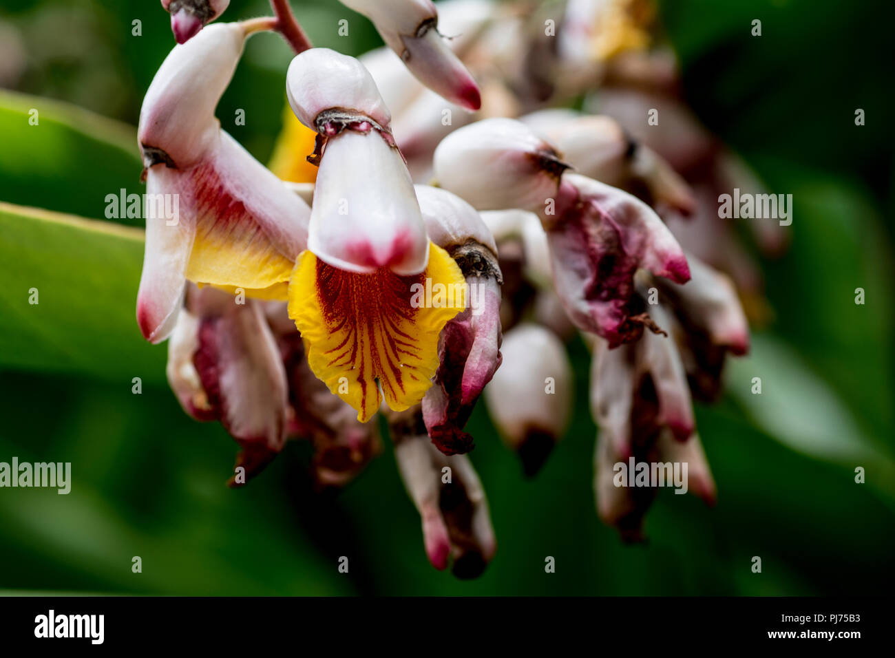 colorful flowering plants Stock Photo - Alamy