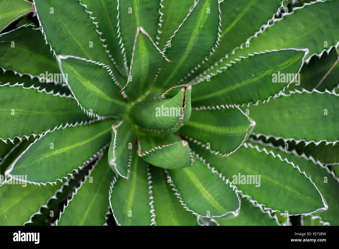 cactus plants Stock Photo