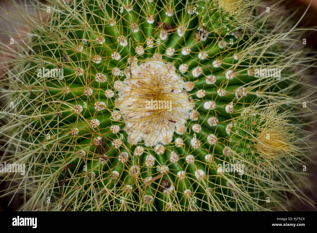 Cactus plants Stock Photo