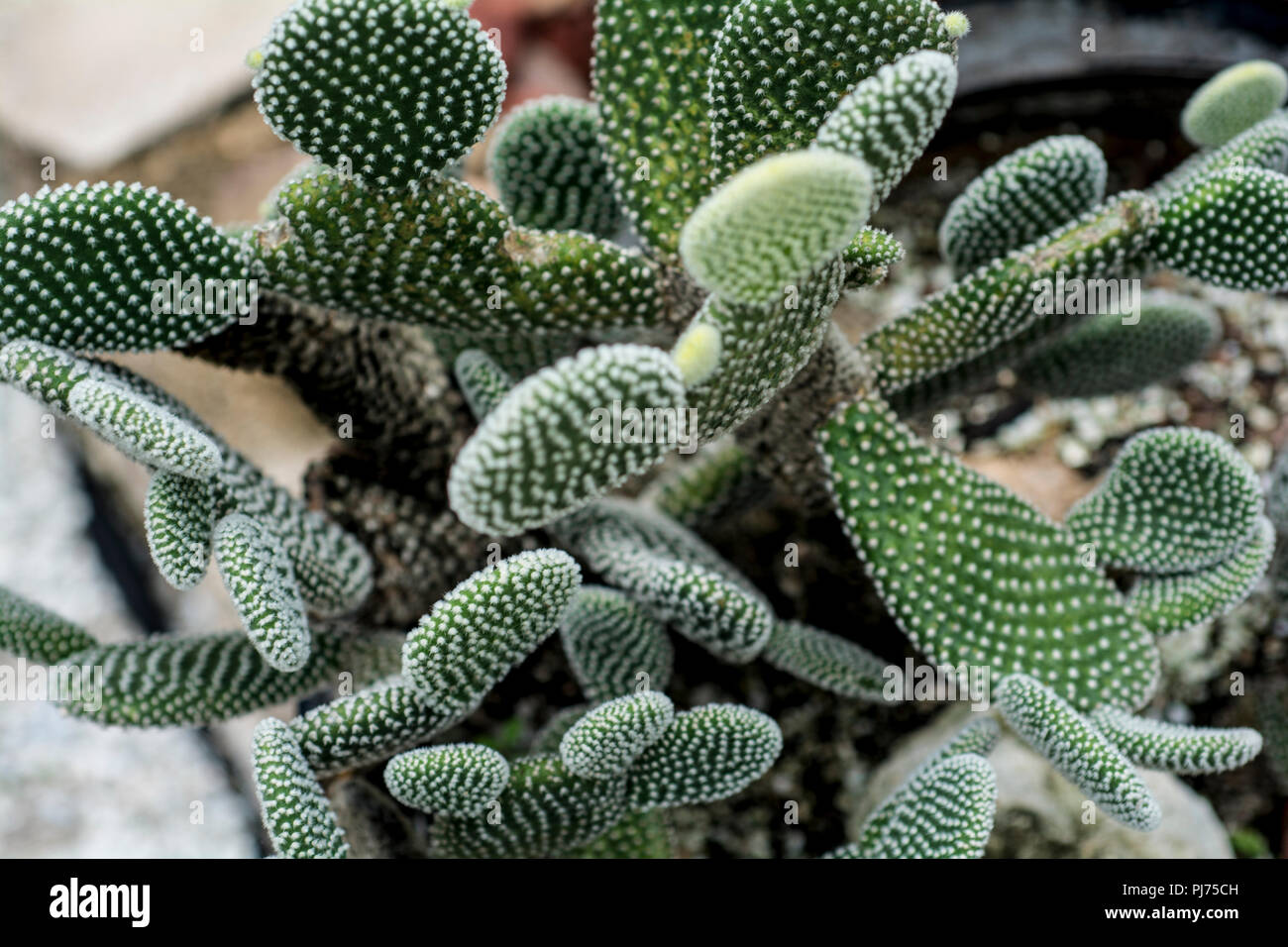 Cactus plants Stock Photo