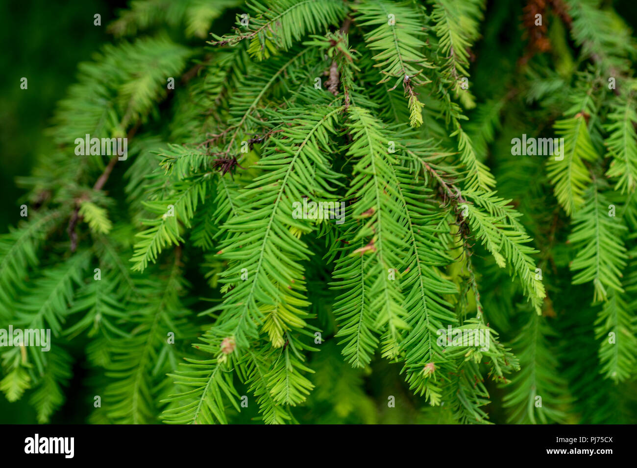 fern tree Stock Photo