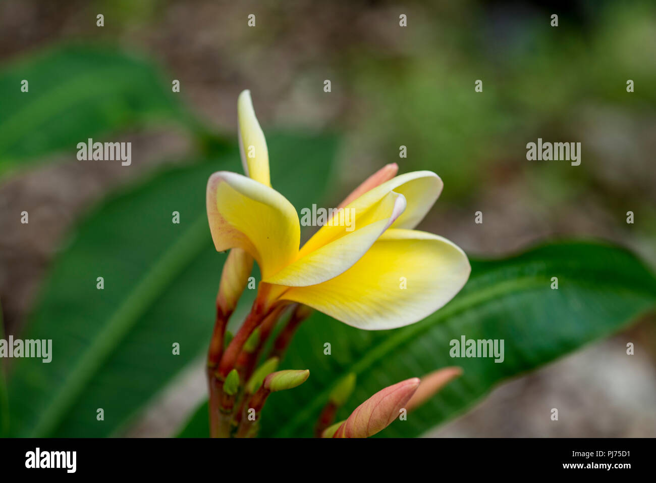 colorful flowering plants Stock Photo