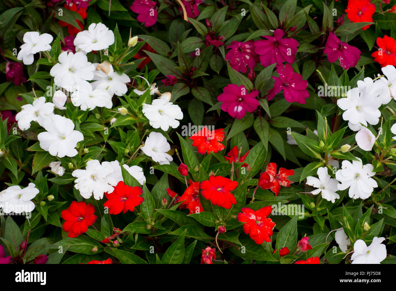colorful flowering plants Stock Photo