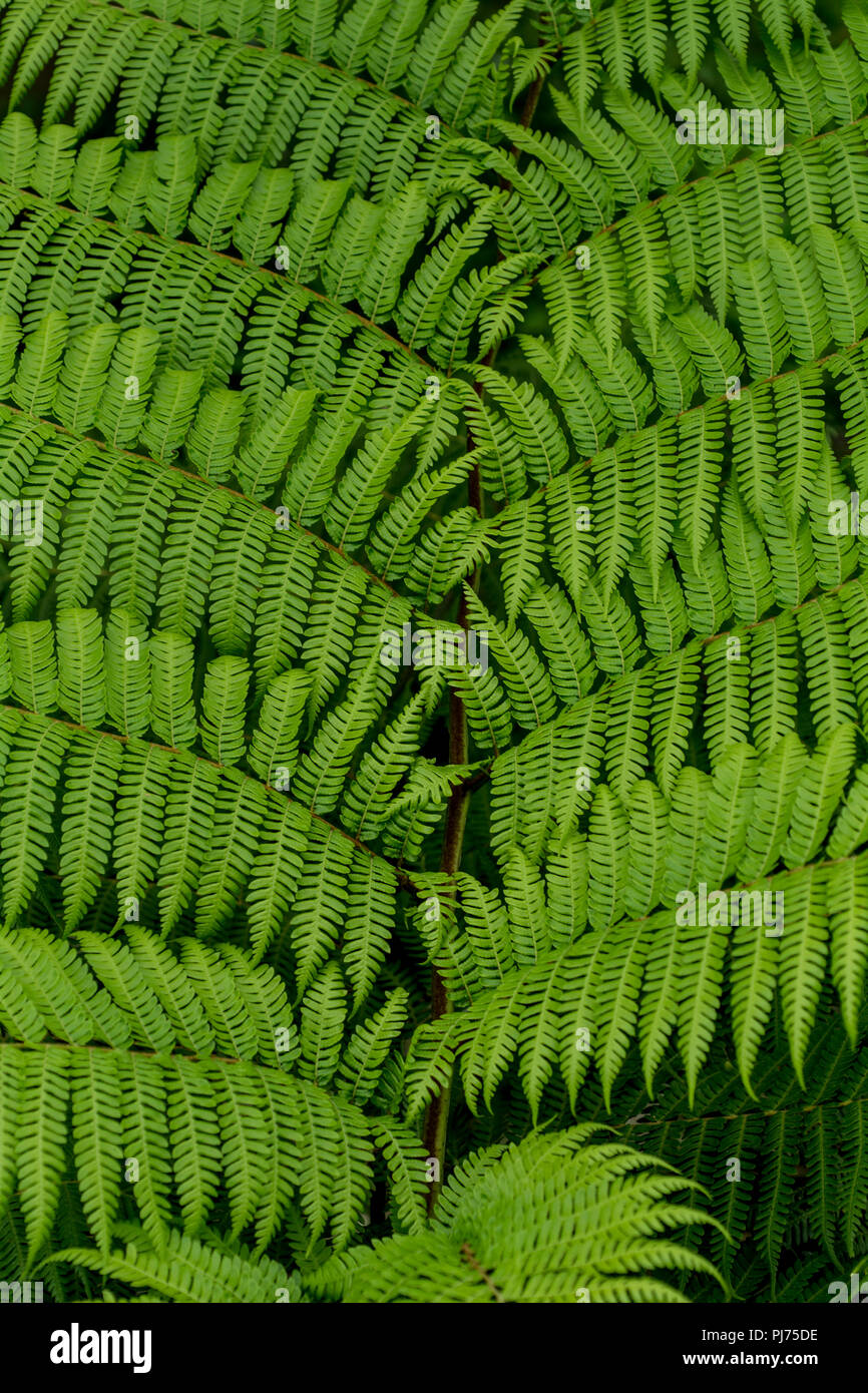 Green ferns Stock Photo