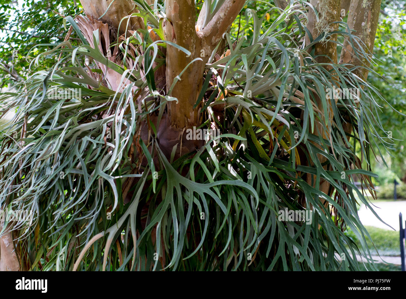 staghorn fern Stock Photo