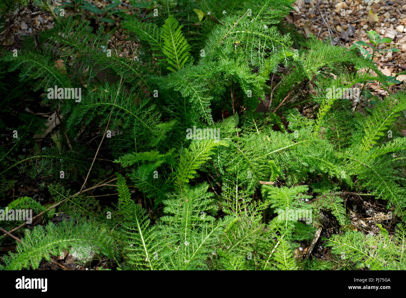 ferns growing Stock Photo