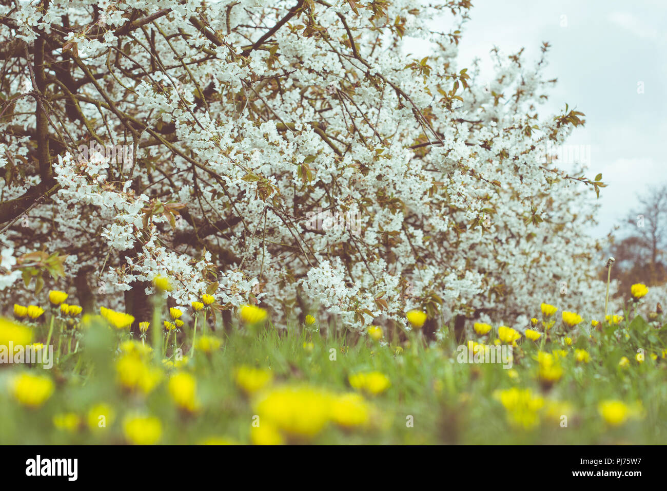 English Cherry Orchard High Resolution Stock Photography and Images - Alamy
