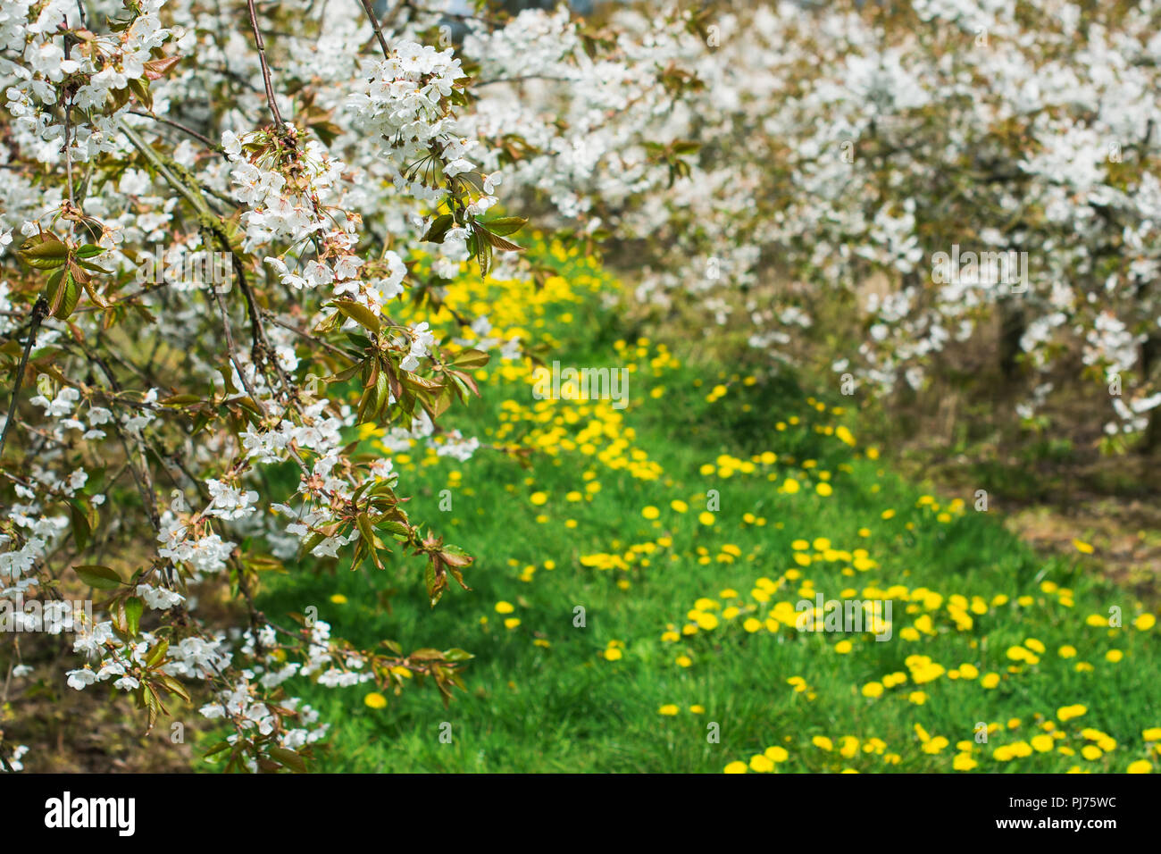 English Cherry Orchard High Resolution Stock Photography and Images - Alamy