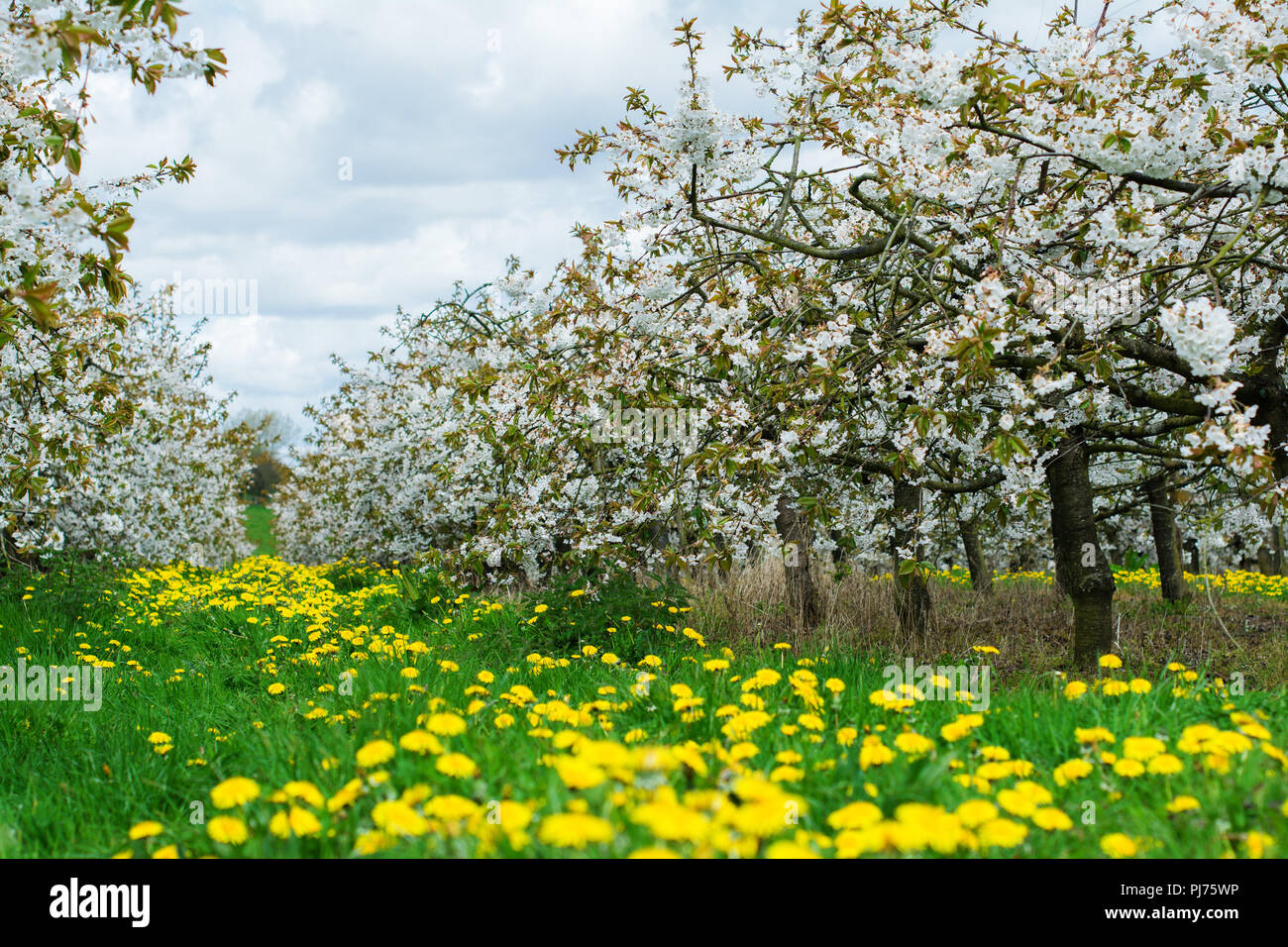 Beautiful cherry orchard with white flowers, trees in a row, Sussex