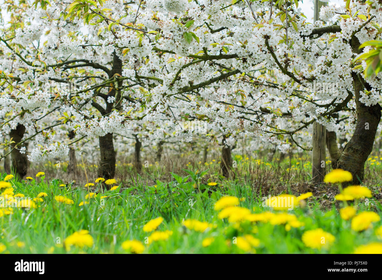 Rows of beautiful cherry trees with white flowers, with carpet of dandelions, Sussex, England, selective focus Stock Photo