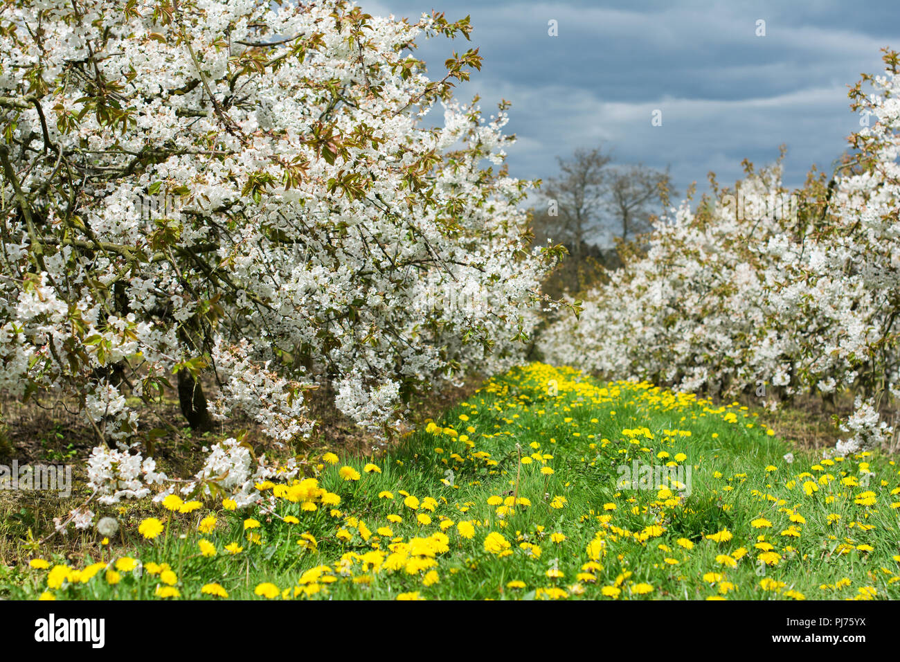 English cherry orchard hi-res stock photography and images - Alamy