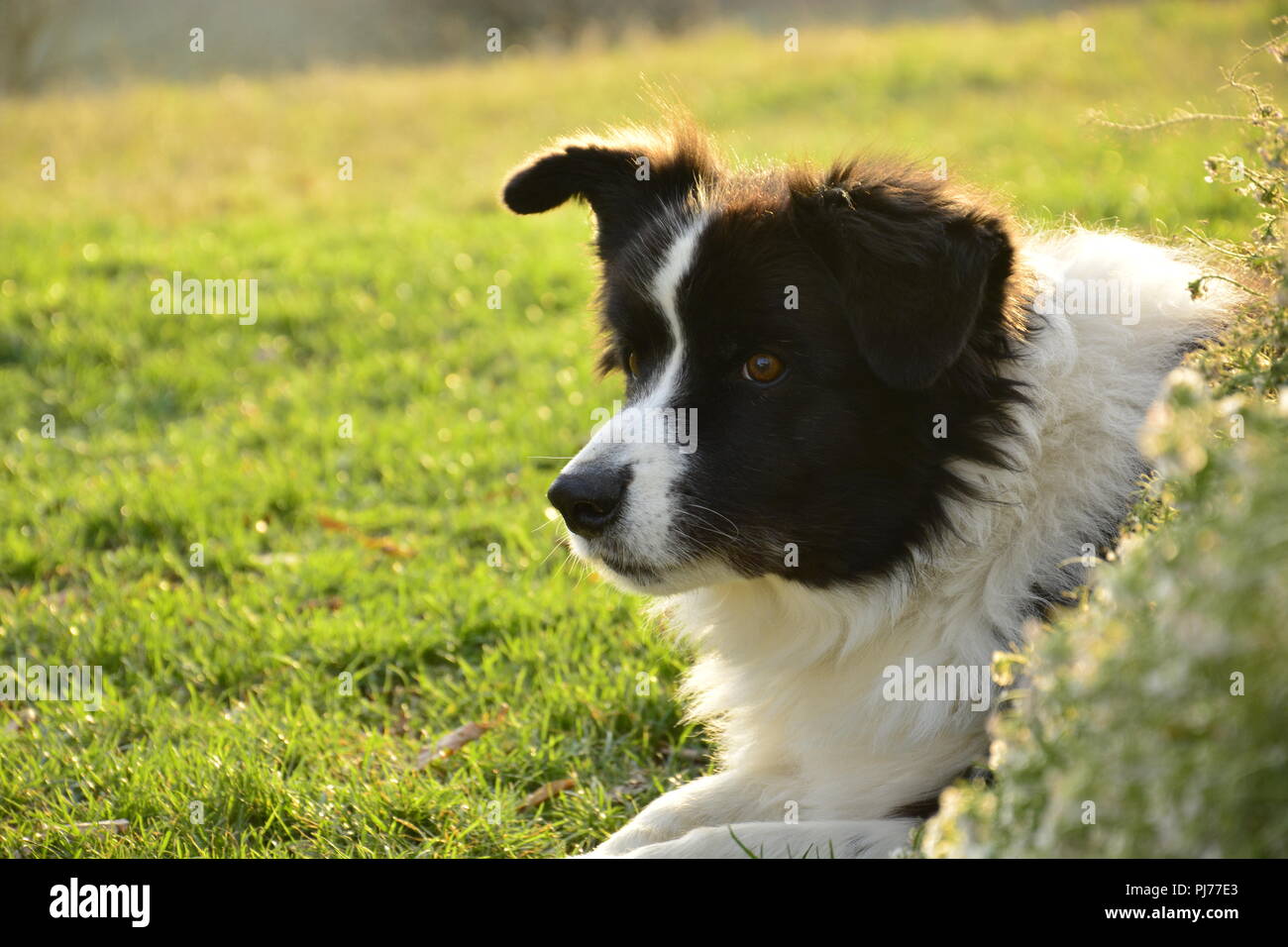 cute black and white dog laying on a meadow lightened by the warming ...