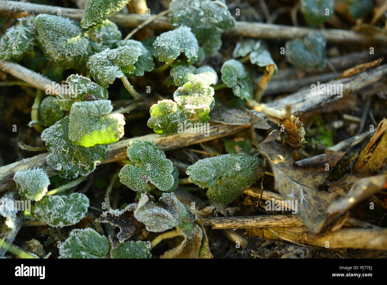 frozen green leaves of a plant above the brown ground hit by a ray of sunlight Stock Photo