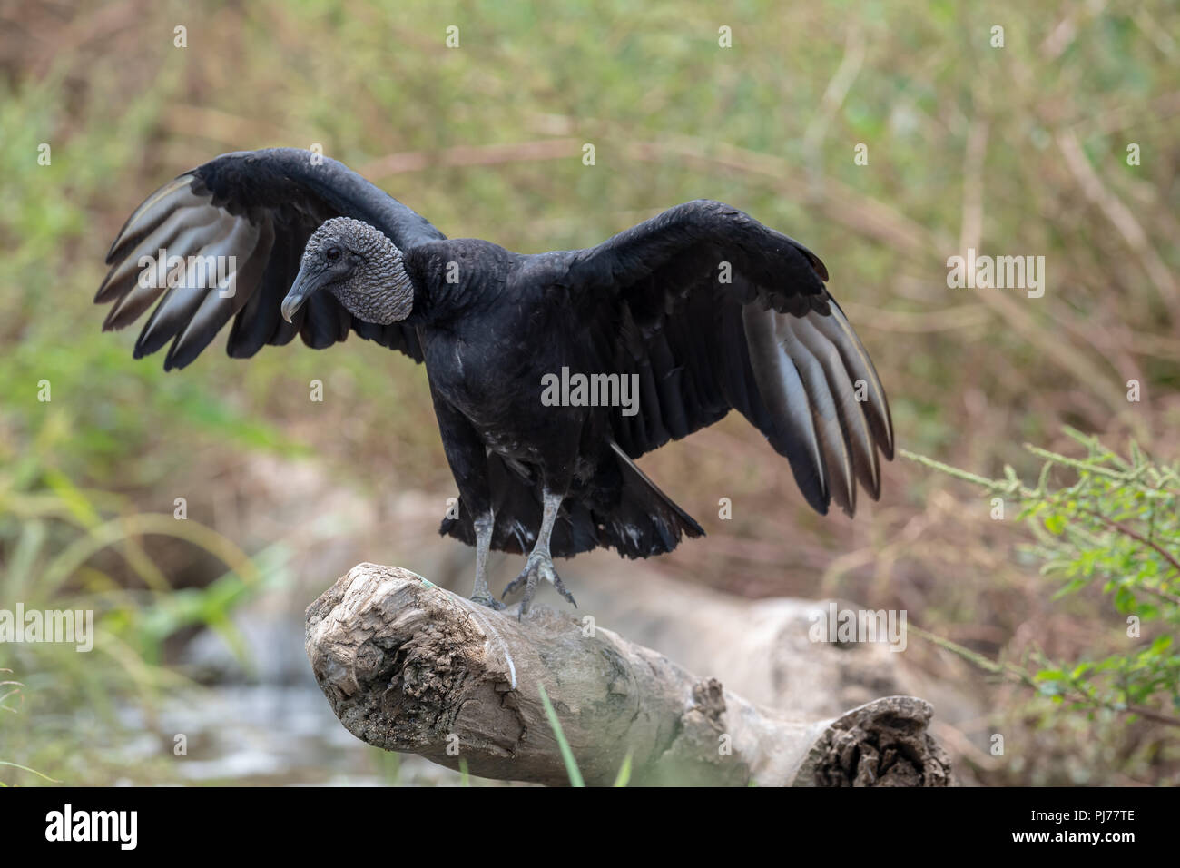 Black Vulture (Coragyps atratus) in Costa Rica Stock Photo