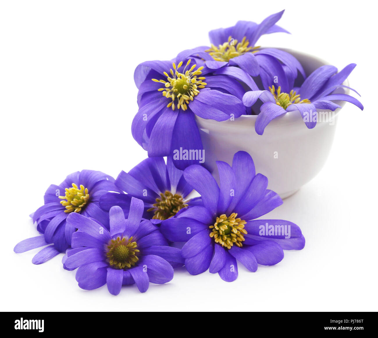 Anemone Blanda Blue Shades or Grecian Windflowers Stock Photo