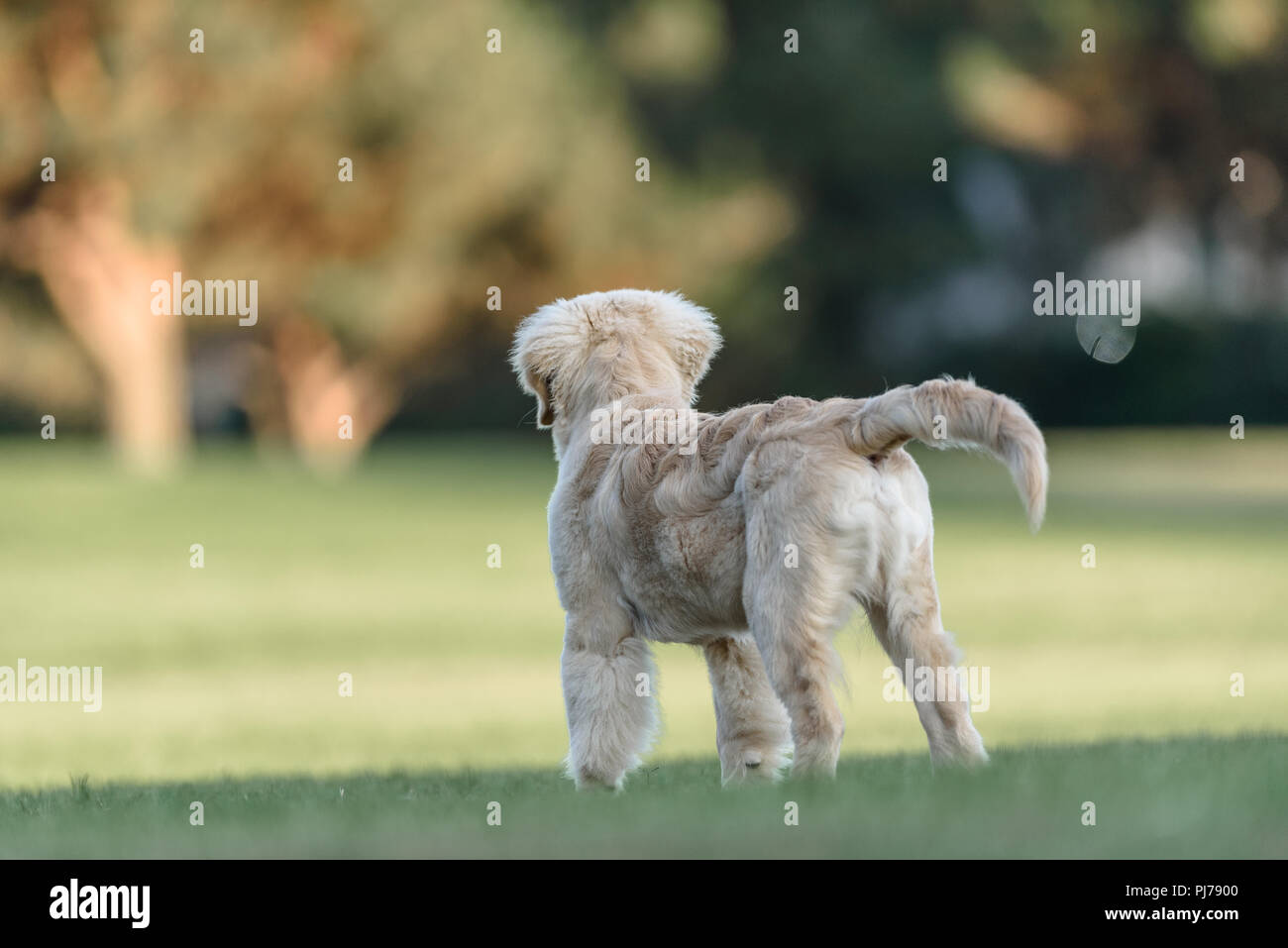 How Much Should A 4 Month Old Golden Retriever Puppy Eat