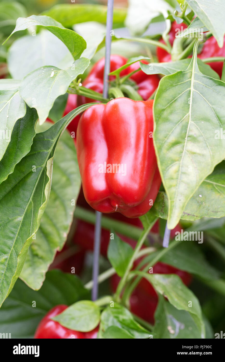 Sweet pepper popti hires stock photography and images Alamy