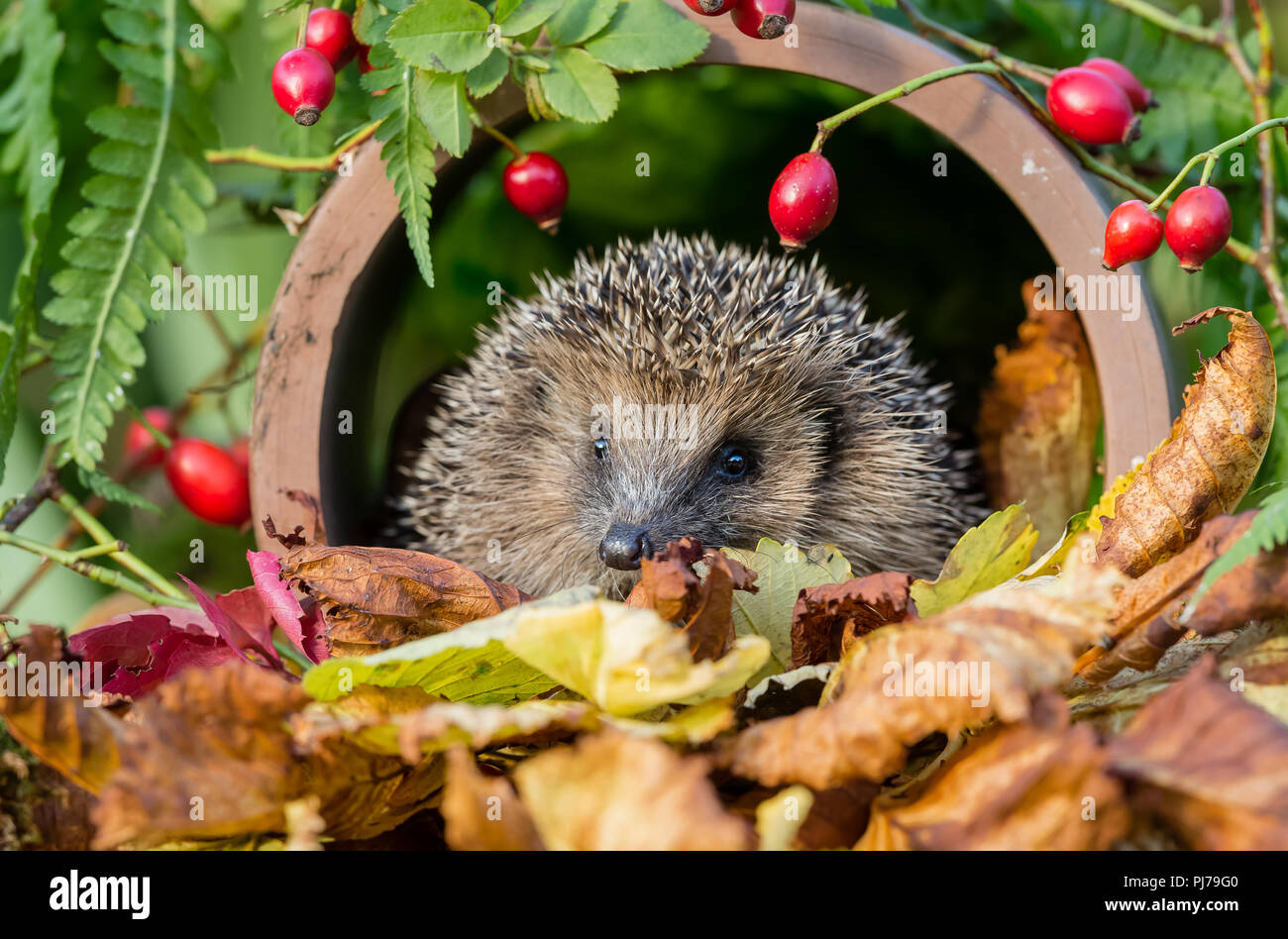 Hedgehog, wild, native, European hedgehog in Autumn with bright red rosehips around a clay drainage pipe and golden autumn or Fall leaves.  Landscape Stock Photo
