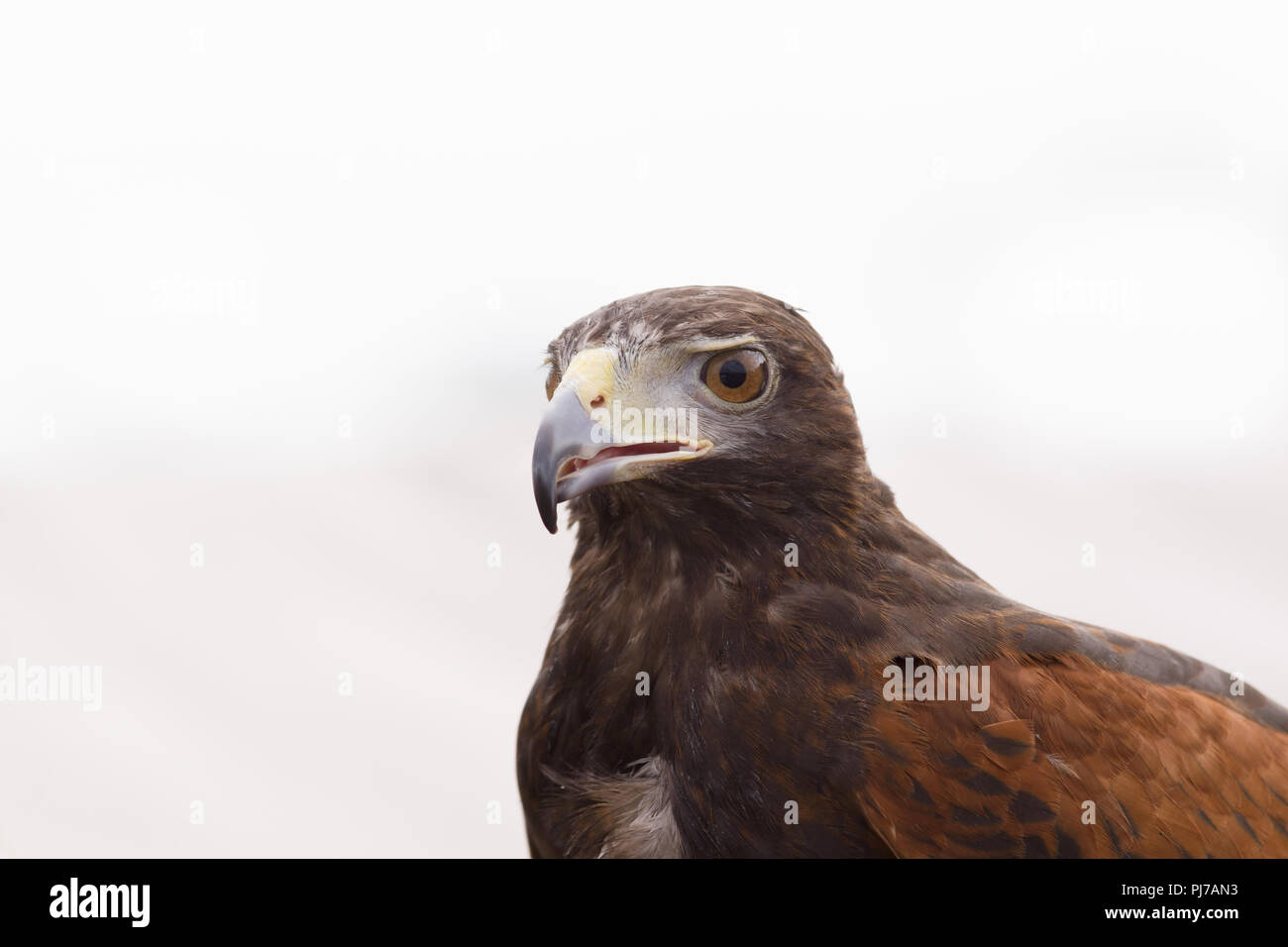 harris-s-hawk-latin-name-parabuteo-unicinctus-a-bird-of-prey-native-to