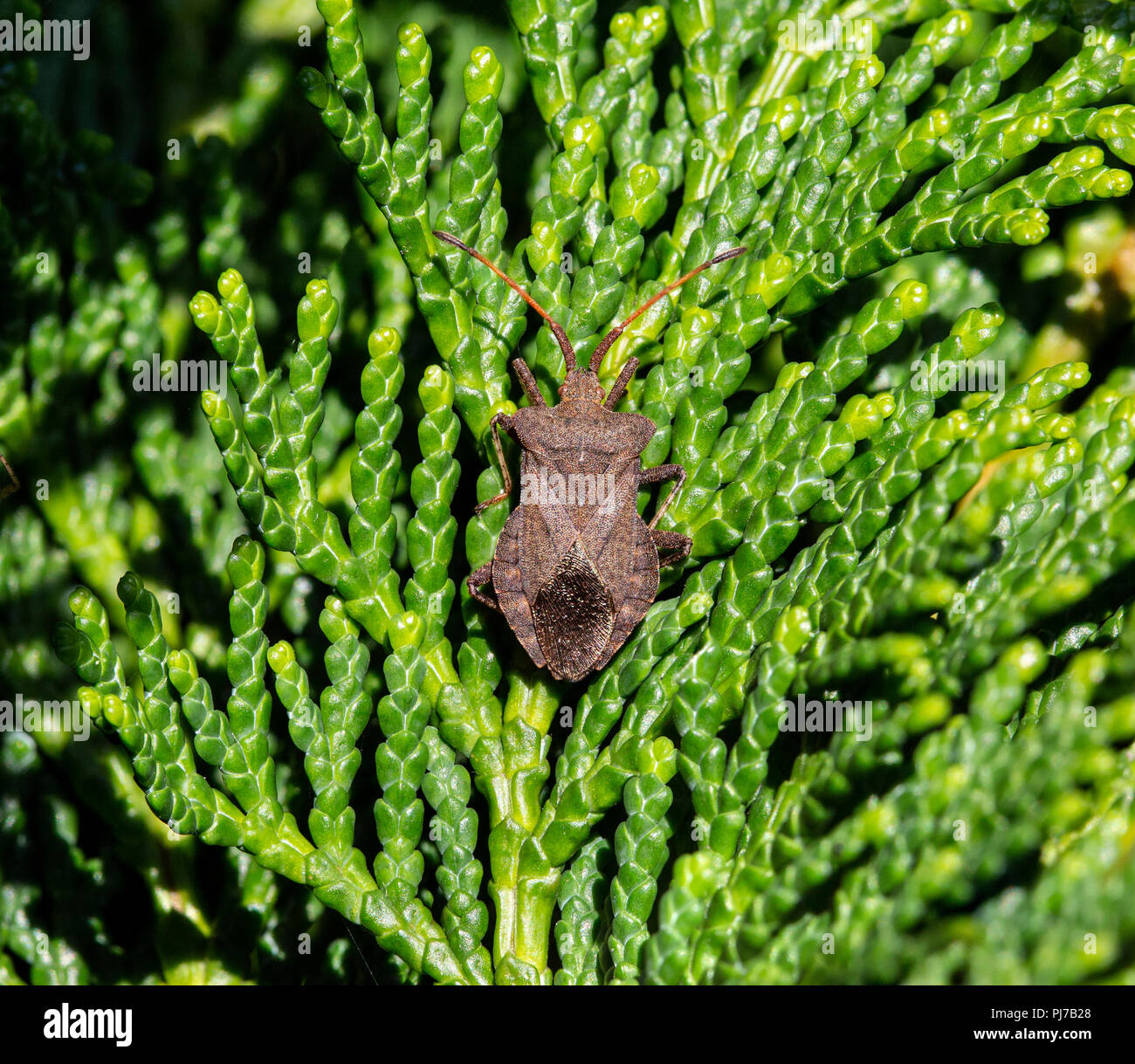 Dolycoris baccarum, the sloe bug, is a species of shield bug in the family Pentatomidae. Widespread in most of Europe and central Asia. On a conifer. Stock Photo