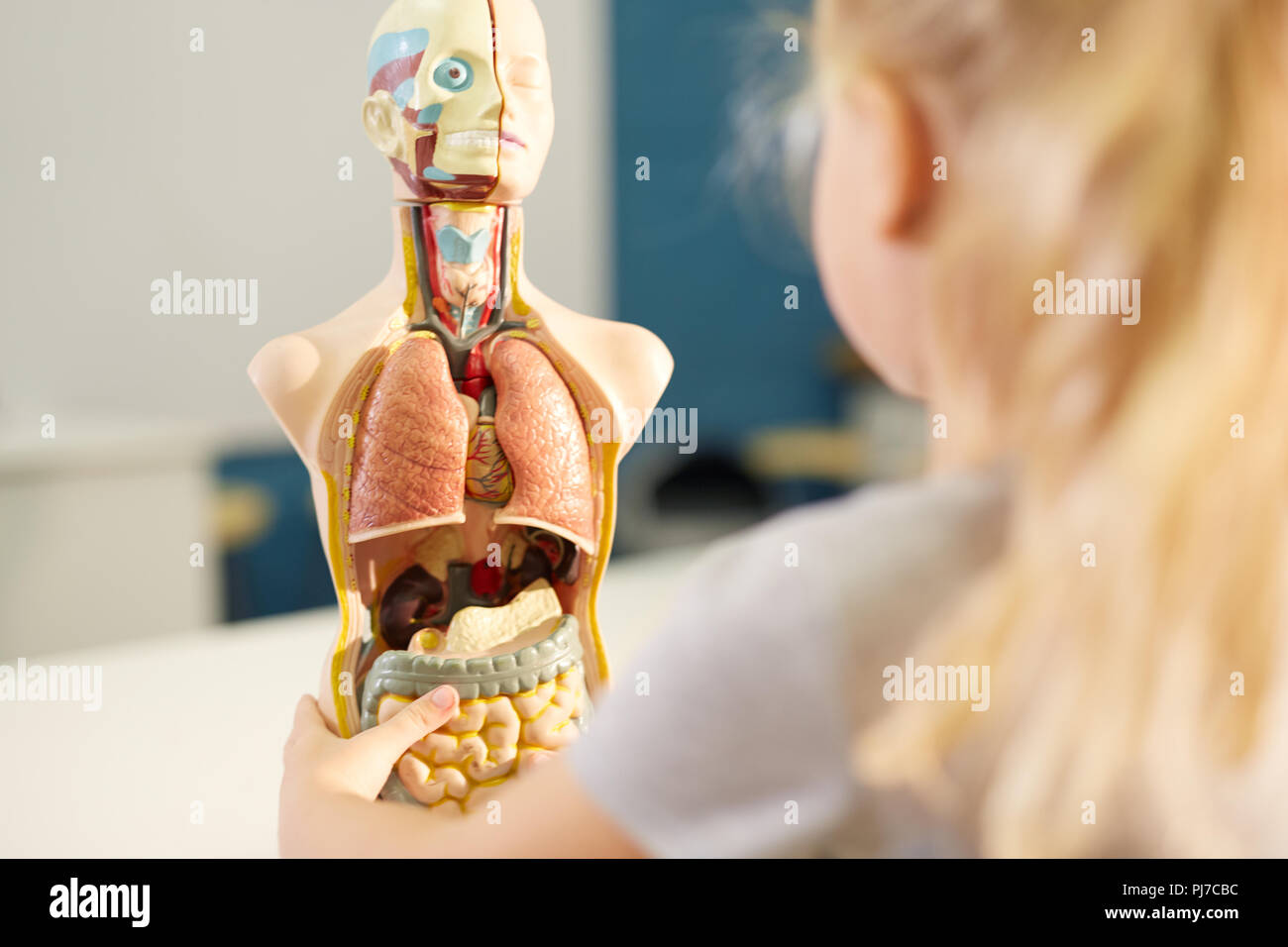 Curious schoolgirl looking at anatomical model Stock Photo