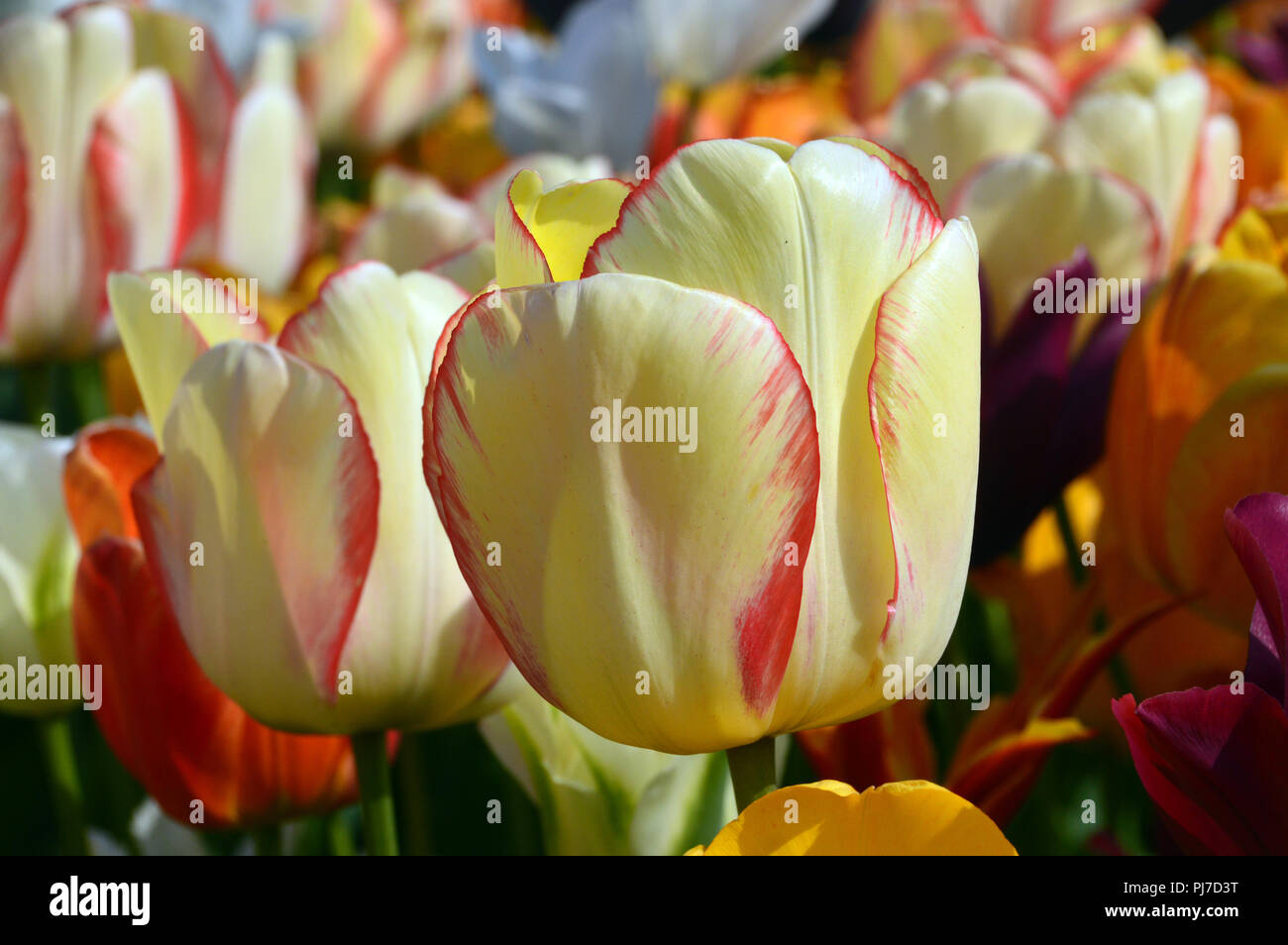 Tulip Beauty Of Spring Is A Darwin Hybrid Tulip Flower Grown At Harlow Carr Harrogate Yorkshire England Uk Stock Photo Alamy