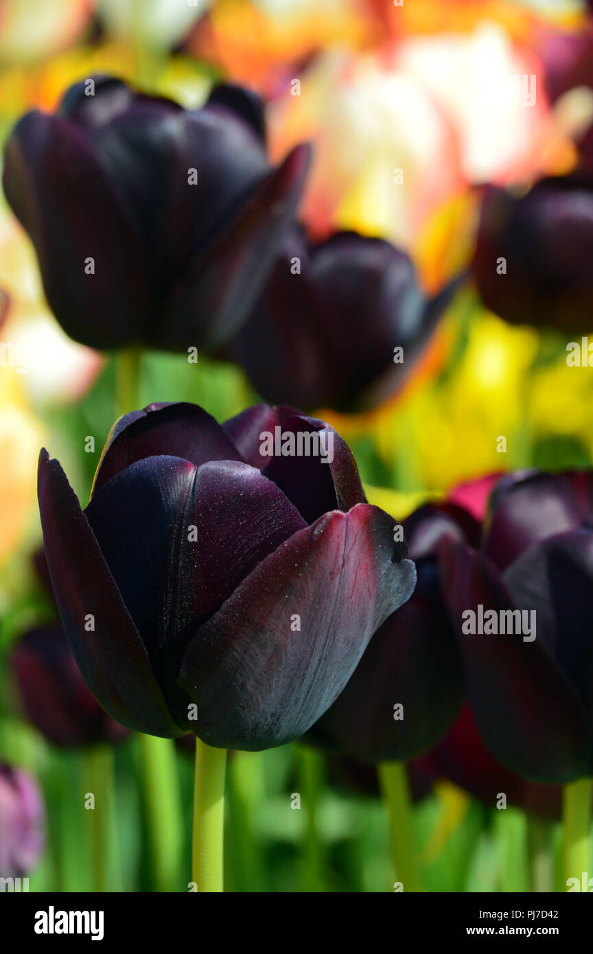 The Deep Burgundy Tulip 'Queen of the Night' grown at Harlow Carr, Harrogate, Yorkshire. England, UK. Stock Photo