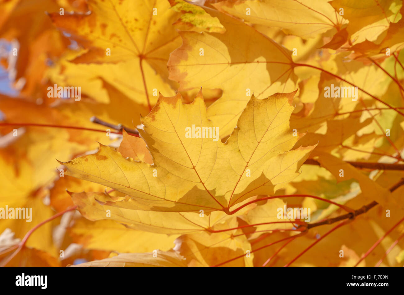 Yellow leaves on branches hi-res stock photography and images - Alamy