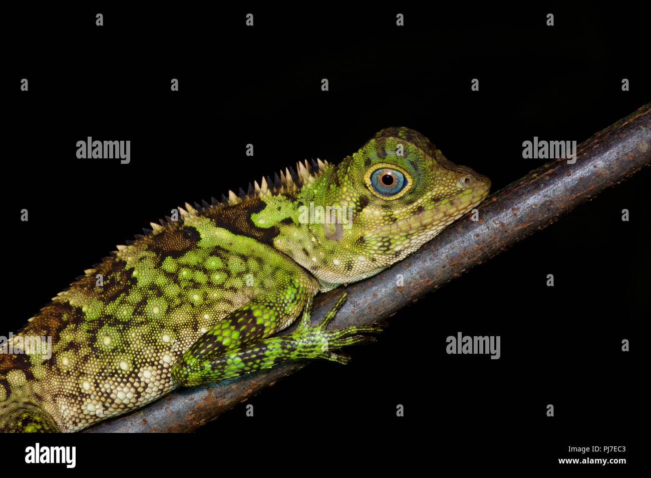 A Blue-eyed Angle-headed Lizard (Gonocephalus liogaster) resting at night in Gunung Gading National Park, Sarawak, East Malaysia, Borneo Stock Photo